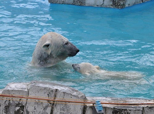 6月4日 円山動物園 ホッキョクグマ 水泳教室
