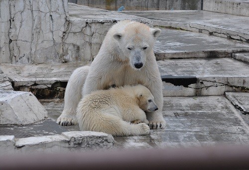 6月4日 円山動物園 ホッキョクグマの夕方