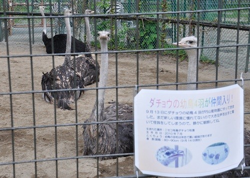 ６月４日　円山動物園　ダチョウとシマウマ