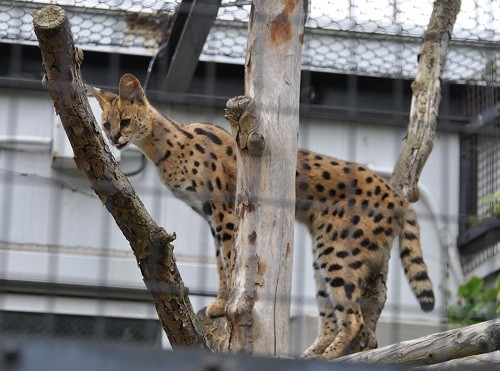 ６月４日　円山動物園　ネコ科猛獣たち