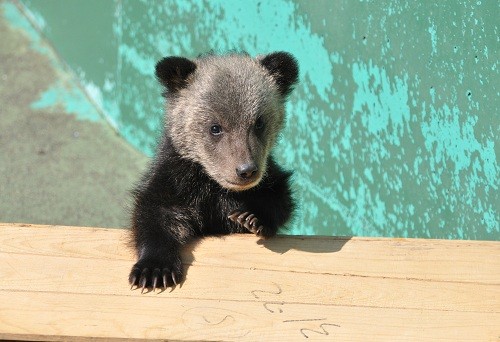 ５月５日　昭和新山クマ牧場の動画・・・ケンタ君編