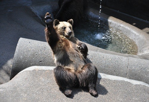 ５月５日　昭和新山クマ牧場の動画・・・年齢別編