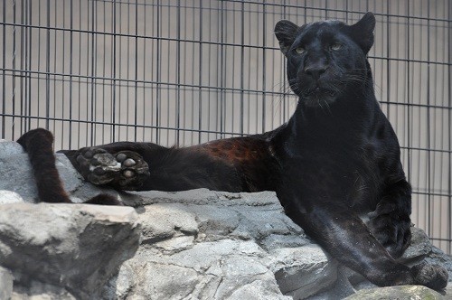 ５月７日　旭山動物園　もうじゅう館のヒグマとアムールトラ