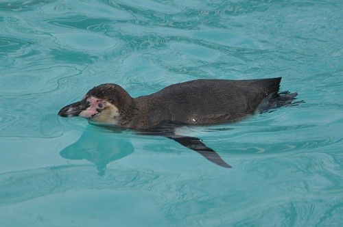 ５月２２日　釧路市動物園　フンボルトペンギンが釣れるんです