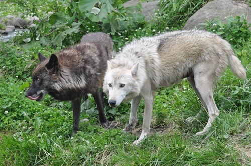 6月25日 旭山動物園 シンリンオオカミを紹介