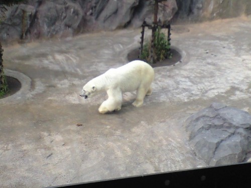 オオカミの森で中継？