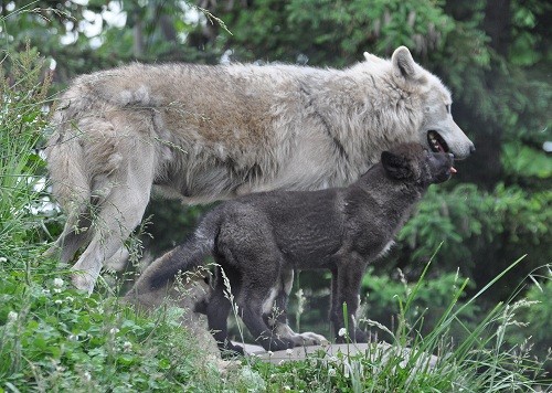 6月29日 旭山動物園 シンリンオオカミの子供の成長