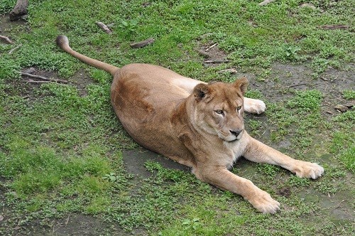 ６月１２日　旭山動物園　ライオン