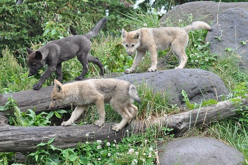 7月4日 旭山動物園 シンリンオオカミの子供たち