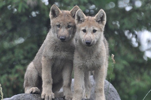 7月4日 旭山動物園 シンリンオオカミの「マース」と「チュプ」