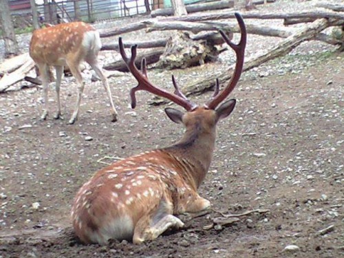 2008年８月の治男さん