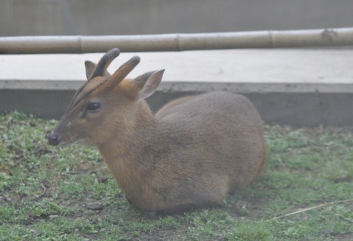 ６月１２日　旭山動物園　キョン一家