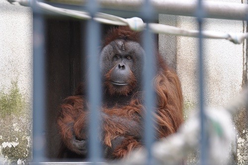 ６月１４日　旭山動物園　ジャックとゲンちゃん