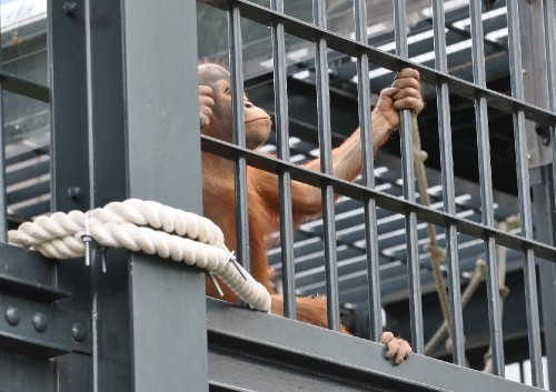 ６月２５日　旭山動物園　オランウータンのモリトが見ているものは？？？