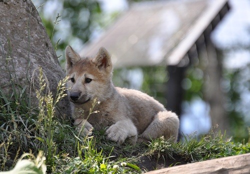6月25日 旭山動物園 シンリンオオカミのガイド