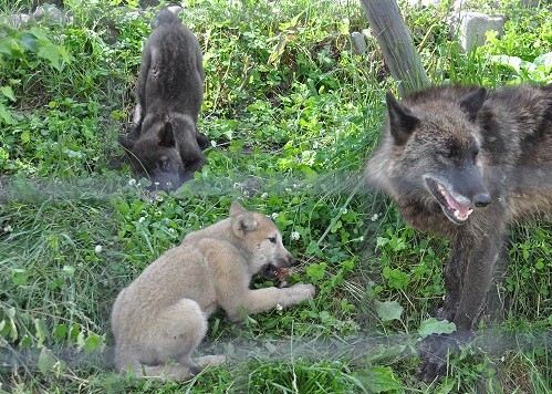 6月25日 旭山動物園 シンリンオオカミ・・・お肉を食べる子供たち