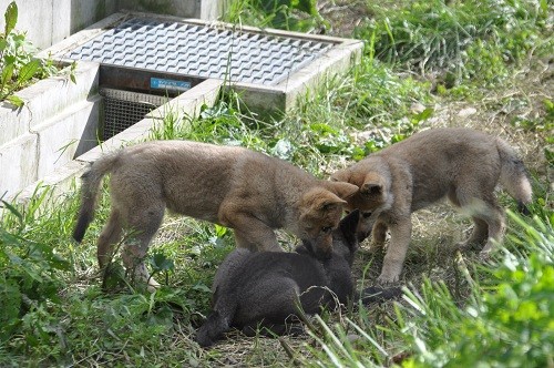 6月25日 旭山動物園 シンリンオオカミ・・・お肉の奪い合い