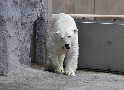 6月29日 旭山動物園 久しぶりのひとり暮らし満喫するルル