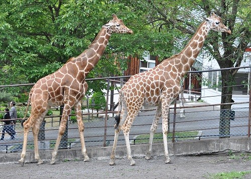 ６月２９日　旭山動物園　アミメキリン