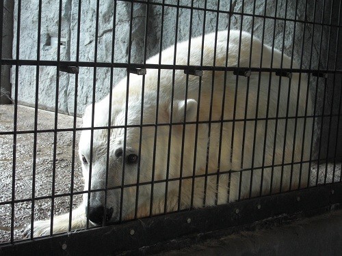 7月17日 旭山動物園 ホッキョクグマたち・・・サツキ以外