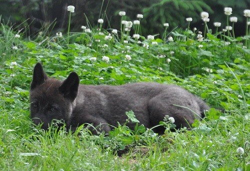 6月29日 旭山動物園 シンリンオオカミの午後その2