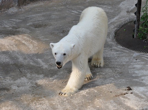 6月29日 旭山動物園 閉園直前のピリカ