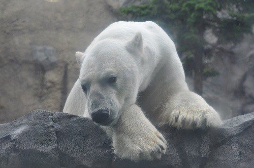 7月4日 旭山動物園 ホッキョクグマ2