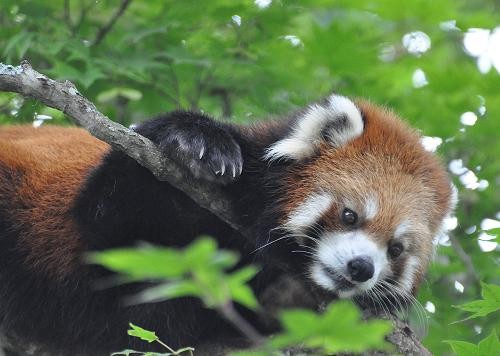 ７月２４日　釧路市動物園　レッサーパンダのコーアイ