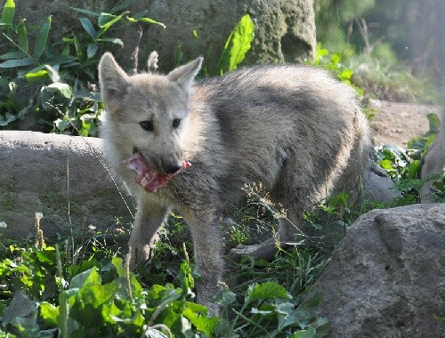 7月22日 旭山動物園 シンリンオオカミ なるほどガイド終了後