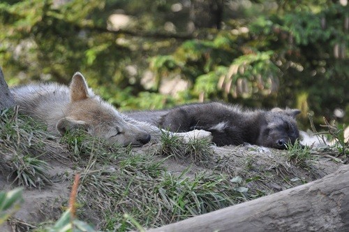 7月22日 旭山動物園 シンリンオオカミ 閉園時間間近