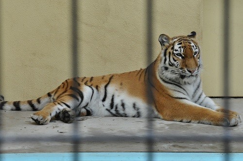 ７月２４日　釧路市動物園　猛獣舎の仲間たちの昼