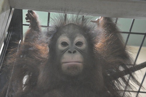 ７月２４日　釧路市動物園　オランウータンとシロテテナガザル