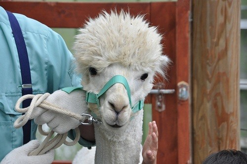 ７月２４日　釧路市動物園　アルパカのお散歩