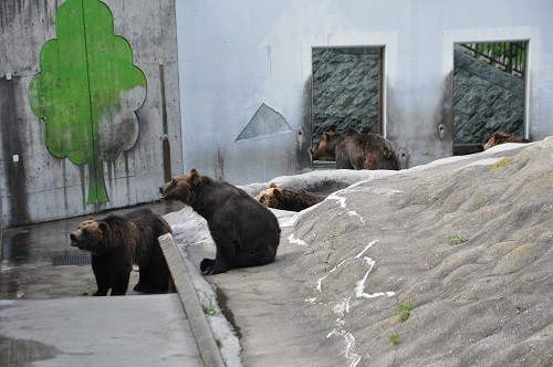 ７月２４日　釧路市動物園　エゾヒグマ