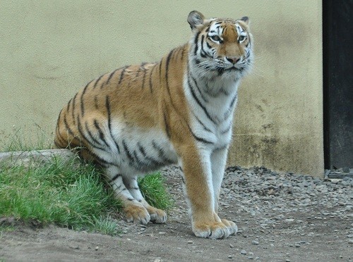 ７月２４日　釧路市動物園　アムールトラのココア