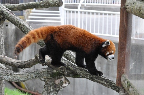 ７月２４日　釧路市動物園　レッサーパンダ