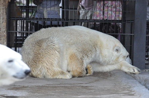 ７月２５日　旭山動物園　ホッキョクグマ