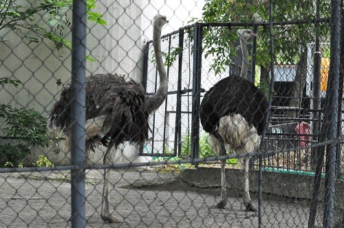 ７月２５日　旭山動物園　ダチョウ