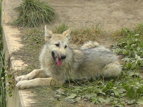 7月27日 旭山動物園 シンリンオオカミ 標的とされるチュプ
