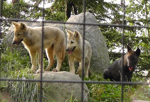 7月27日 旭山動物園 シンリンオオカミ