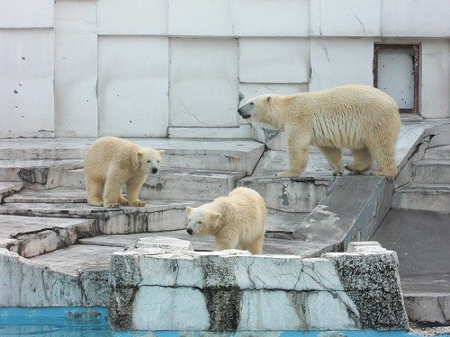 懐かしい写真シリーズ・・・2009年8月8日 ララとイコキロ