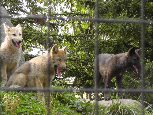 旭山動物園 シンリンオオカミの子供の成長