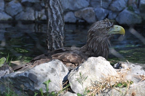 ８月１３日　旭山動物園　オジロワシの行水？