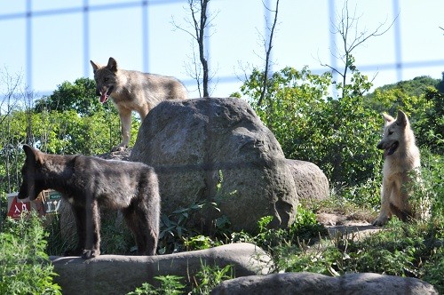 8月13日 旭山動物園 シンリンオオカミ レラとケン