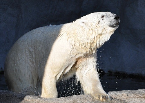 8月13日 旭山動物園 夕方のホッキョクグマ