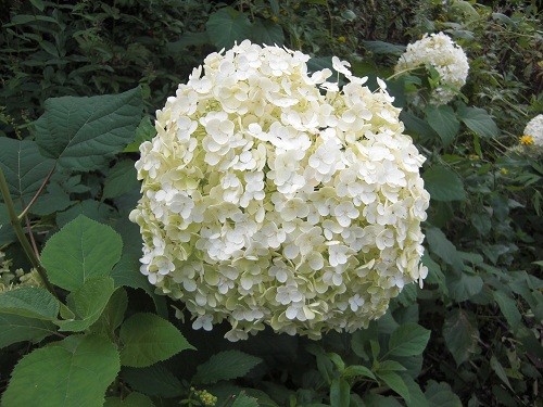8月21日 滝上町 陽殖園 いろんなお花