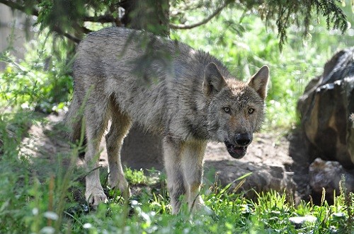 8月26日 旭山動物園 オオカミの「ヌプリ」と「ケン」