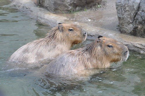 ８月２６日　旭山動物園　カピバラ