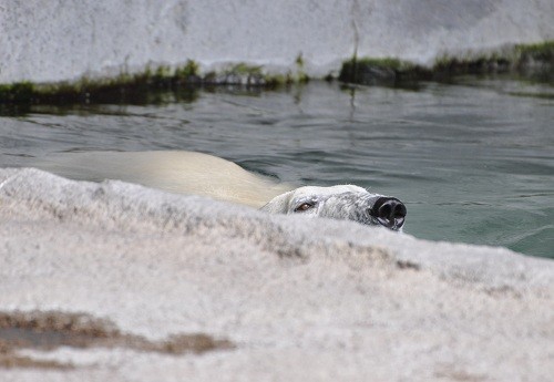8月26日 旭山動物園 ホッキョクグマ プール上がりのピリカ