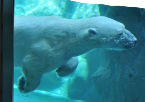 8月26日 旭山動物園 ホッキョクグマの朝